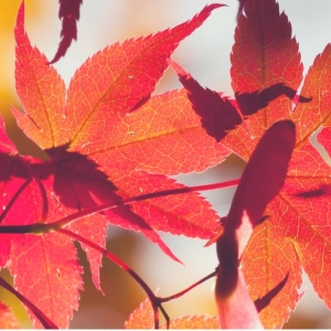 NOW CARRYING IRONBULL STRENGTH